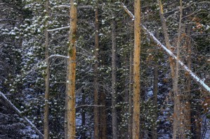 SNOW OUTLINES